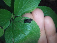 Octotoma scabripennis