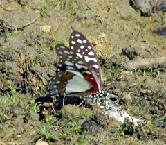 Graphium angolanus angolanus