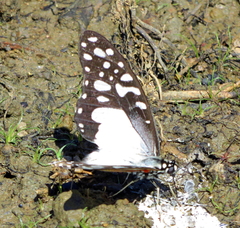Graphium angolanus angolanus