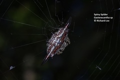 Gasteracantha diardi