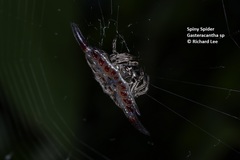 Gasteracantha diardi