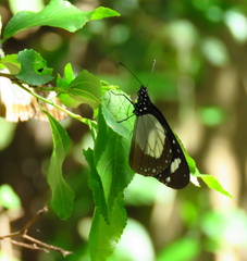 Amauris ochlea ochlea