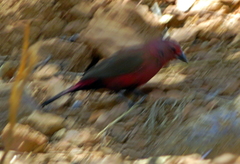 Lagonosticta rhodopareia