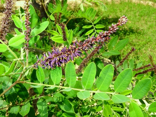 false indigo bush