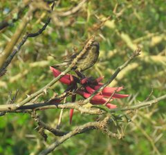 Chalcomitra senegalensis gutturalis