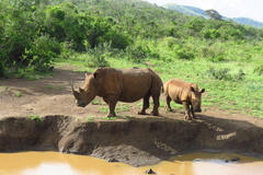 Ceratotherium simum