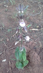 Eulophia guineensis