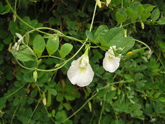 Clitoria ternatea albiflora