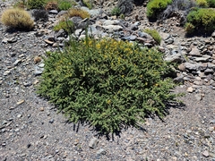 Adenocarpus viscosus image