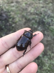 Oryctes nasicornis corniculatus