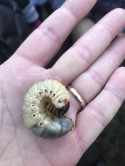 Oryctes nasicornis corniculatus