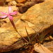 Dianthus bolusii - Photo (c) Marienne de Villiers,  זכויות יוצרים חלקיות (CC BY-NC), הועלה על ידי Marienne de Villiers