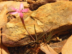 Dianthus bolusii