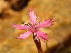 Dianthus bolusii