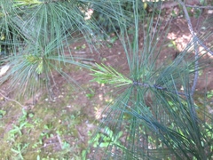 Pinaceae