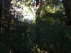 Pinaceae