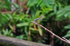 Micrathyria aequalis