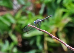 Micrathyria aequalis