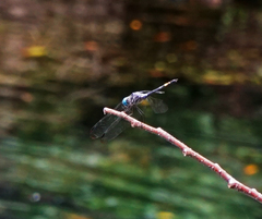 Micrathyria aequalis