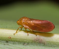 Eoscartini