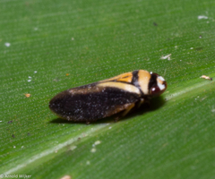 Hemiaufidus peninsularis