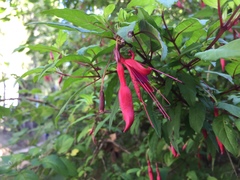Fuchsia magellanica