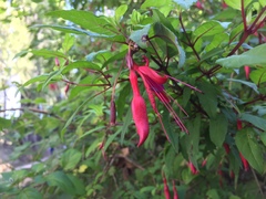 Fuchsia magellanica