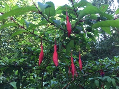 Fuchsia magellanica