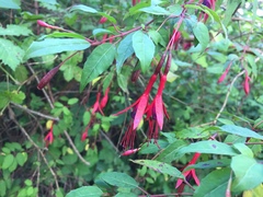 Fuchsia magellanica