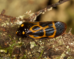 Trichoscarta chersonesia