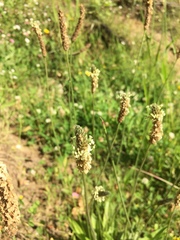 Plantago lanceolata