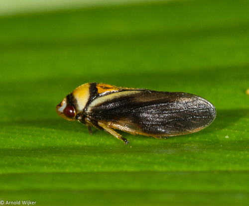 Hemiaufidus