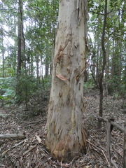 Eucalyptus racemosa