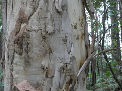 Eucalyptus racemosa