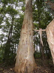 Eucalyptus racemosa