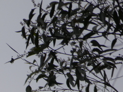 Eucalyptus racemosa