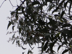 Eucalyptus racemosa