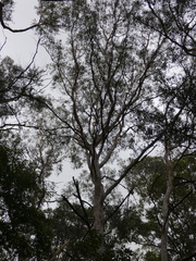Eucalyptus racemosa