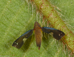 Mileewa