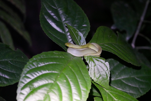 Chinese Green Snake, Ptyas major