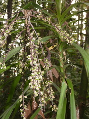 Cordyline stricta