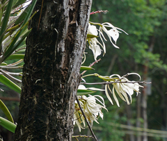Brassavola nodosa