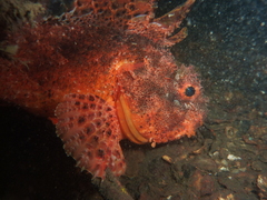 Scorpaena sumptuosa
