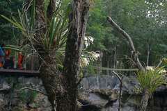 Brassavola nodosa