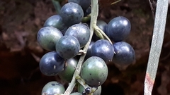 Ophiopogoneae