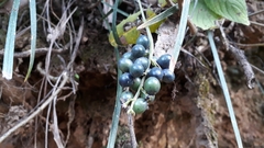 Ophiopogoneae