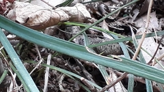 Ophiopogoneae