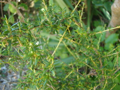 Olearia solandri