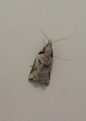Harmologa amplexana
