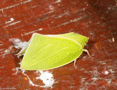 Phyllyphanta declivis